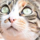 고양이눈 이미지