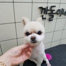 깐돌이네 애견샵 네이버블로그