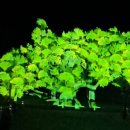 도동서원 | 대구 도동서원 은행나무 ㅣ미디어파사드 관람후기