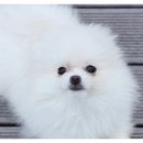 바비 애견샵 이미지