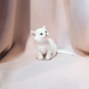 요미캣 고양이분양 일산점 이미지