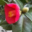 동백나무 Camellia japonica 124499 김기무 이미지