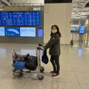 기자의 대피라미드 이미지