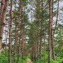 힐링숲민박 이미지