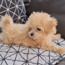 베스트 종합 동물병원 이미지