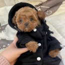 아띠퍼피 이미지