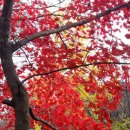 미가참치 이미지