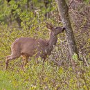 노루마당 이미지