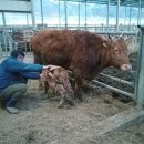 쭈쭈농장 이미지