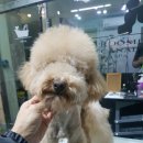 일산그루밍캐나다 이미지