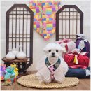 예쁘개 미용 이미지