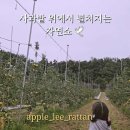 애플리라탄