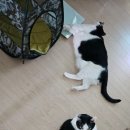 그랜드벳동물병원 네이버블로그