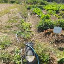 수배농장 이미지