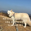 표선리-27 | 제주 반려견 동반 여행 1일차｜아시아나 위탁 탑승, 올리다버거, 따라비오름, 표선해수욕장 후기