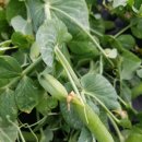 콩보리네 이미지