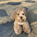 강아지미장원 이미지