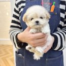 달링하이 강아지분양 밀양점 이미지