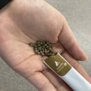 시그마웰 | 공복혈당 정상수치 만들기, 단약을 위한 방법