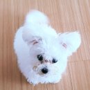 펫마트진주 - 진주시 진주대로 1217 | 펫마트진주