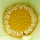 관음포연꽃마을협동조합 이미지