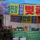 들에핀 매화 이미지