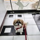 짱아 | 짱아 두 번째 미용 후기