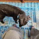 햇살 염소농장 이미지