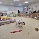 멍린이집 네이버블로그