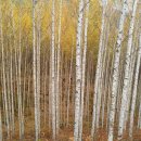 원대리 자작나무숲 이미지