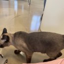 The 사랑할 개 이미지