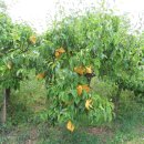 한성양계장 이미지