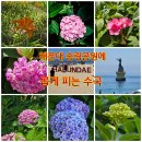 송림투어 | 1552.해운대 송림공원 수국 /전국 방방곡곡 지도를 그리는 여행가