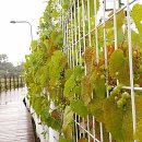 수완1제 이미지