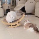 [신상품 스크래쳐] 아토주 유라인 고양이 스크래쳐 흔들의자로 더 재밌고 즐거운 스크래칭