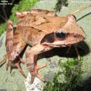 개구리반점 이미지