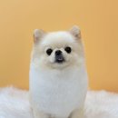 와따몽 이미지