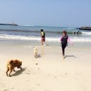 제주댕댕스푼 이미지