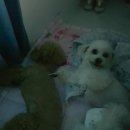 오늘DOG예쁨 이미지