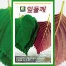 씨앗