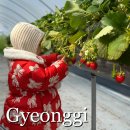 소집농장 | 남양주 아띠 딸기농장 체험 아기랑 다녀왔어요