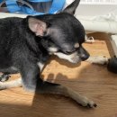 운암애견 이미지