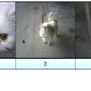 [대전 유성구청] 페르시안 고양이. 시츄. 믹스견(흰색)(2007-5-12까지) 이미지