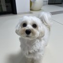 언커먼독 이미지