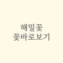 해밀꽃 이미지