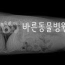 더바른동물병원 앞 이미지