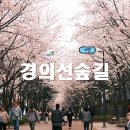 마포, 걷고싶은길 1코스 | [서울] 경의선숲길 벚꽃 개화현황, 서울 벚꽃 명소(2025년, 벚꽃 산책 코스)
