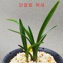 귀한종자 단엽중투 옥새 반성호 이미지