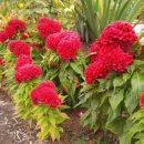 맨드라미농장 이미지