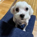 살롱드뚜뚜 이미지